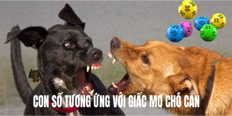 Mơ Thấy Chó Cắn Có Xui Không? Lý Giải & Con Số May Mắn 4 Bộ số tương ứng với giấc mơ thấy chó cắn