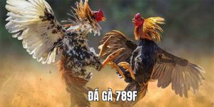 Đá gà 789F