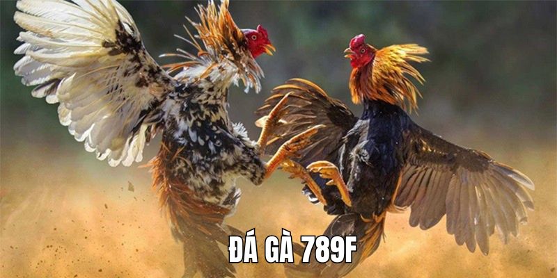 Đá gà 789F