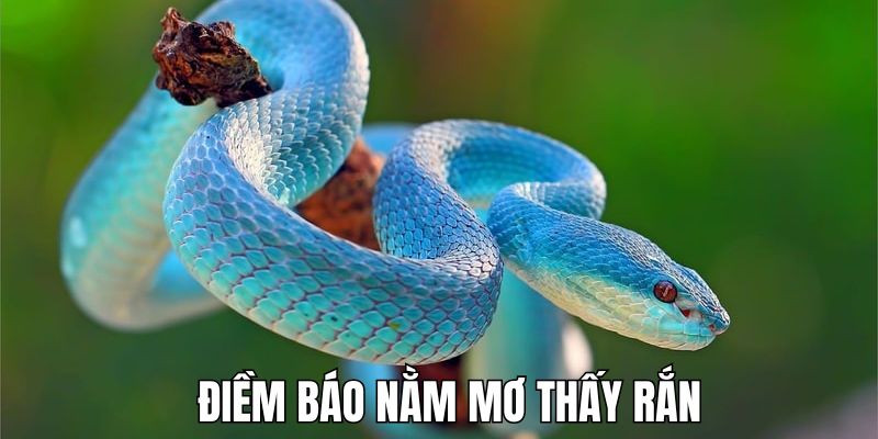 Giải Mã Chi Tiết Khi Nằm Mơ Thấy Rắn - Cơ Hội Đầy Bất Ngờ 3 Giải mã những giấc mộng liên quan đến việc mơ thấy rắn