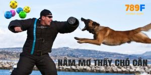 Mơ thấy chó cắn