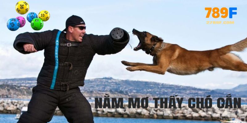 Mơ Thấy Chó Cắn Có Xui Không? Lý Giải & Con Số May Mắn 1 Mơ thấy chó cắn