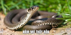 Nằm mơ thấy rắn