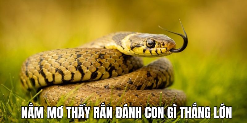 Giải Mã Chi Tiết Khi Nằm Mơ Thấy Rắn - Cơ Hội Đầy Bất Ngờ 4 Nằm mơ thấy rắn thì nên đánh số gì theo từng trường hợp