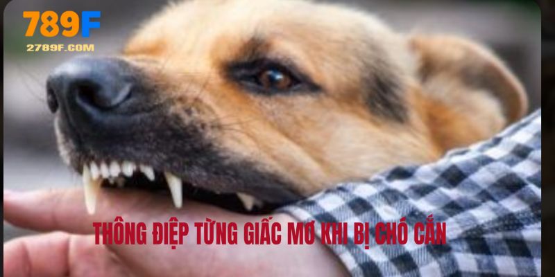 Mơ Thấy Chó Cắn Có Xui Không? Lý Giải & Con Số May Mắn 3 Thông điệp sau từng giấc mơ thấy vật trung thành cắn