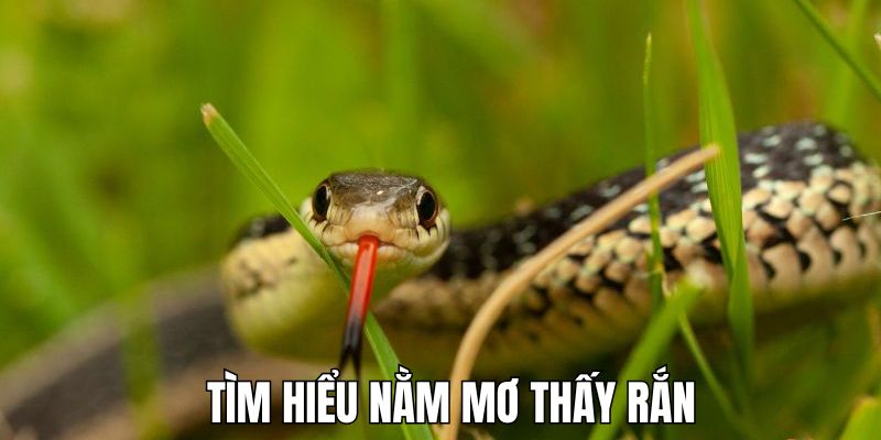 Giải Mã Chi Tiết Khi Nằm Mơ Thấy Rắn - Cơ Hội Đầy Bất Ngờ 2 Giải mã tổng quan khi nằm mơ thấy rắn