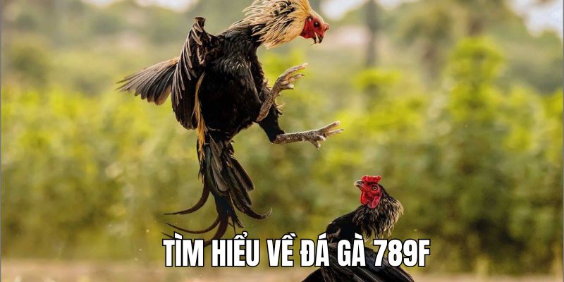 Khám phá sảnh cược chọi kê số 1 thị trường