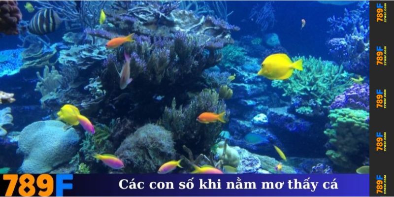 Các con số khi nằm mơ thấy cá