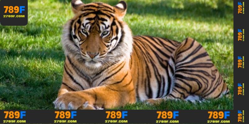 Nằm Mơ Thấy Hổ – Giải Mã Ý Nghĩa Và Điềm Báo Tâm Linh 4 Các trường hợp chiêm bao thấy hổ đánh gì để thắng lớn