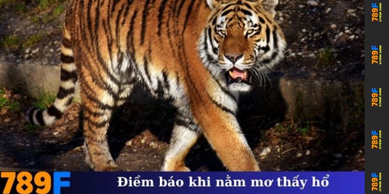 Nằm Mơ Thấy Hổ – Giải Mã Ý Nghĩa Và Điềm Báo Tâm Linh 3 Điềm báo khi nằm mơ thấy hổ trong các tình huống khác