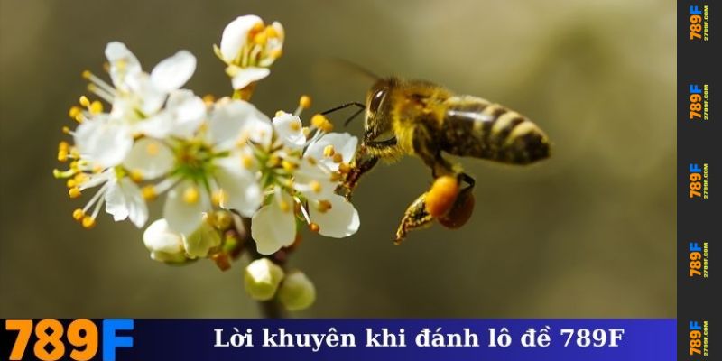 Nằm Mơ Thấy Ong – Giải Mã Ý Nghĩa Và Con Số May Mắn ở 789F 4 Lời khuyên khi đánh lô đề 789F