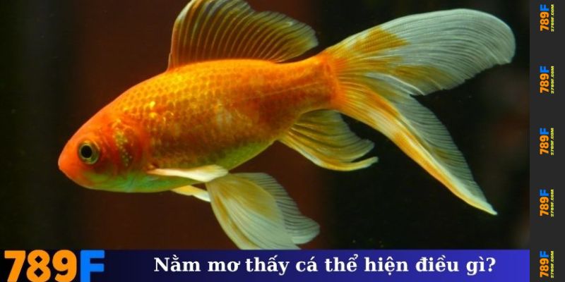 Nằm mơ thấy cá thể hiện điều gì?