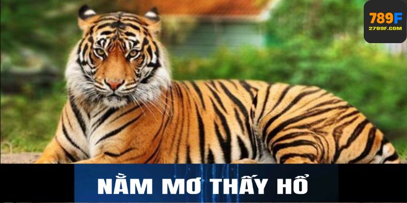 Nằm Mơ Thấy Hổ – Giải Mã Ý Nghĩa Và Điềm Báo Tâm Linh 1 Nằm mơ thấy hổ