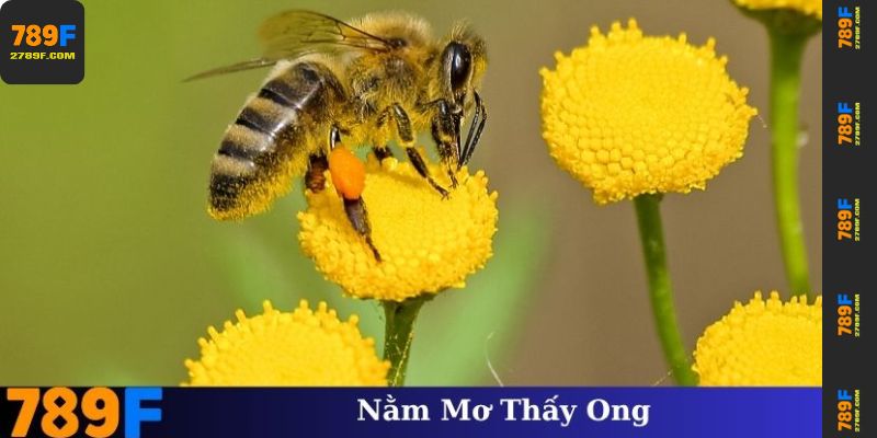 Nằm Mơ Thấy Ong – Giải Mã Ý Nghĩa Và Con Số May Mắn ở 789F 1 Nằm mơ thấy ong