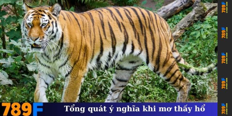Nằm Mơ Thấy Hổ – Giải Mã Ý Nghĩa Và Điềm Báo Tâm Linh 2 Tổng quát ý nghĩa khi mơ thấy hổ